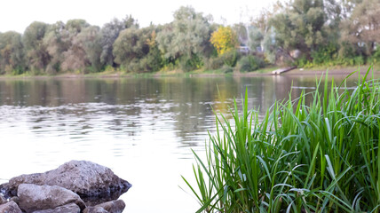 River bank, pond, a flock of ducks swims on the water. River landscape, stones in the water.