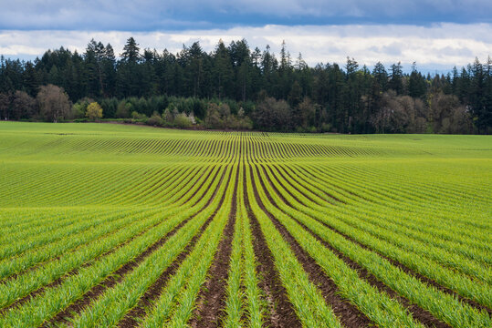 Garlic row