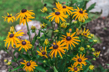 Mountain Flower - Alps - Italy - Summer