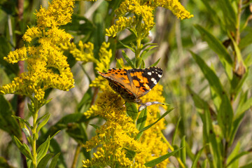 Painted Lady Butterfly Painted Lady Butterfly on Tall Goldenrod A1R_9199