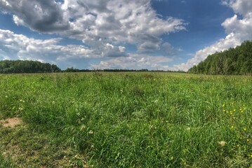 grass and sky