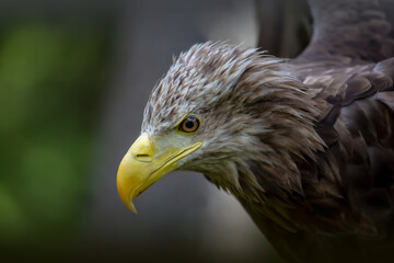 Seeadler im Profil