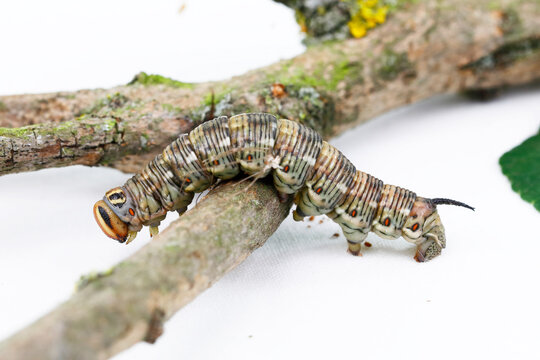 Die Raupe des Windenschw&auml;rmers, Agrius convolvuli