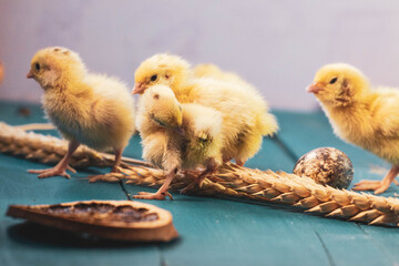 tiny quail chicks that just hatched from an egg