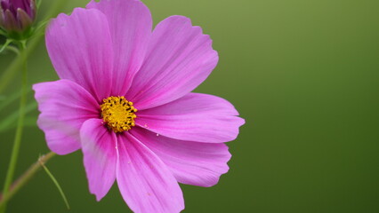 Fototapeta premium pink cosmos flower makro from left to right side with blurred green background