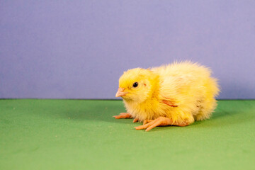 Little quail chick quail diseases. Newborn yellow chicken. Chick hatched from an egg.