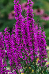 Obraz premium Mountain Flower - Alps - Italy - Summer