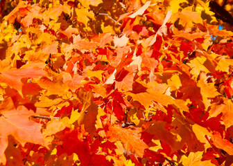 autumn leaves background