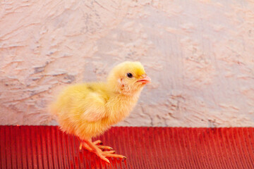Newborn yellow chicken. Chick hatched from an egg. Chicks together with eggs background for the poultry farm.