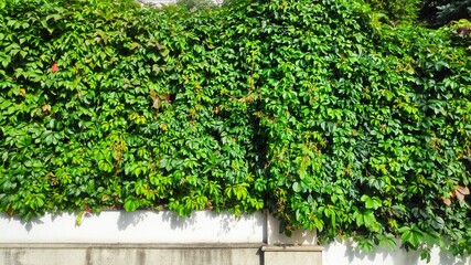 ivy covered wall