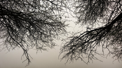 Fototapeta na wymiar silhouette of a tree in fog