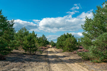 Path leading over former military training area Jueterbog in late summer with blooming heather plants