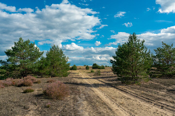 Fototapeta premium Path leading over former military training area Jueterbog in late summer with blooming heather plants