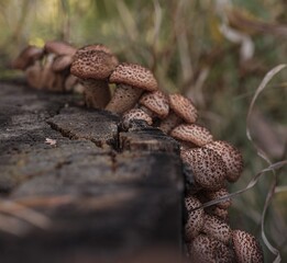 Armillaria mellea, fungus, is a basidiomycete fungus in the genus Armillaria. Beautiful edible mushroom.