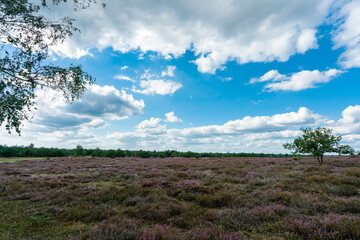 Blooming purple heather landscape on former military training area near Jueterbog in Germany