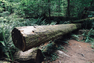 fallen tree