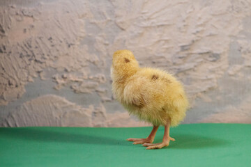 Newborn yellow chicken. Chick hatched from an egg. Chicks together with eggs background for the...