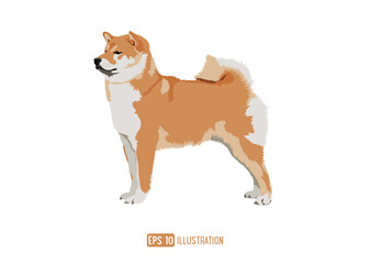 Akita Inu Dog Breed Vector Illustration Isolated