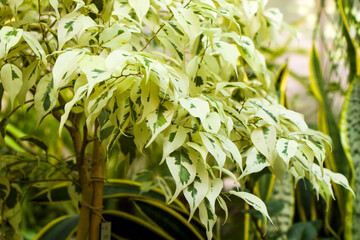 Orangery tropical plants and growth in Tbilisi botanical garden
