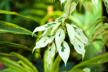 Orangery tropical plants and growth in Tbilisi botanical garden