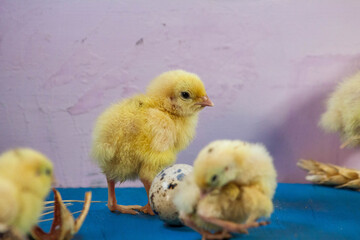Newborn yellow chicken. Chick hatched from an egg. Chicks together with eggs background for the poultry farm.