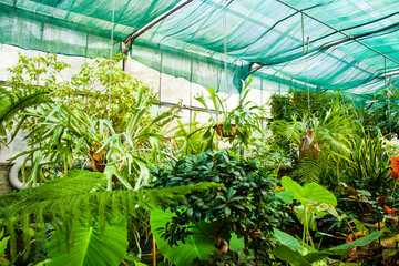 Orangery tropical plants and growth in Tbilisi botanical garden