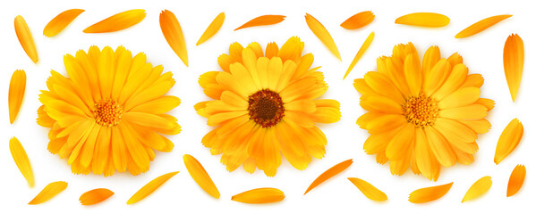 Three calendula (marigold) flower heads in a row and petals isolated on white background