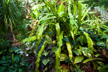 Orangery tropical plants and growth in Tbilisi botanical garden