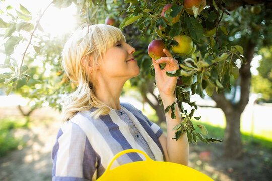 Woman picking apples in orchard