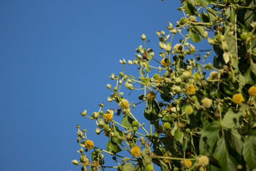 Green flower of teak tree with green leaf