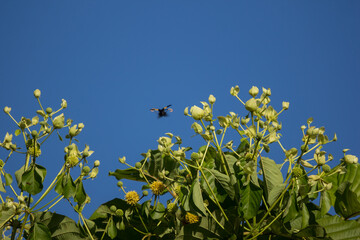 Green flower of teak tree with green leaf
