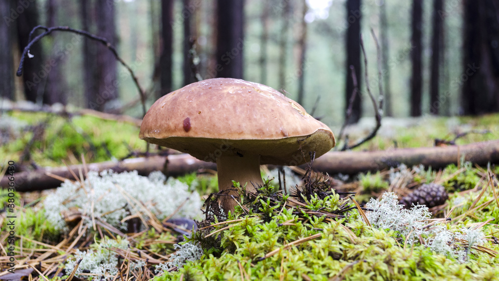 Wall mural white mushroom close up in coniferous forest blurred background boletus edulis