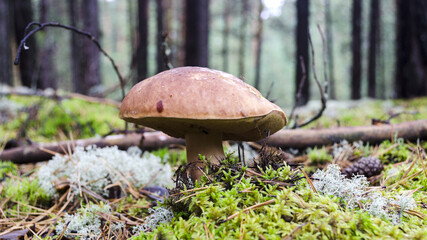 white mushroom close up in coniferous forest blurred background Boletus edulis	
