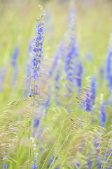 Original botanical photograph of a field of blue stalked wildflowers in a meadow