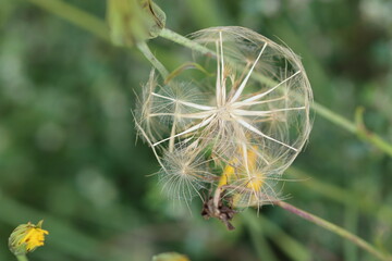 flower in the garden