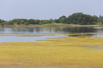 GORIZIA (ITALY) - AUGUST 8, 2020: Lagoon in Italy, Valle Cavanata nature reserve