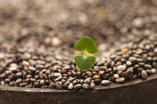 Close-up of china seeds and sprout