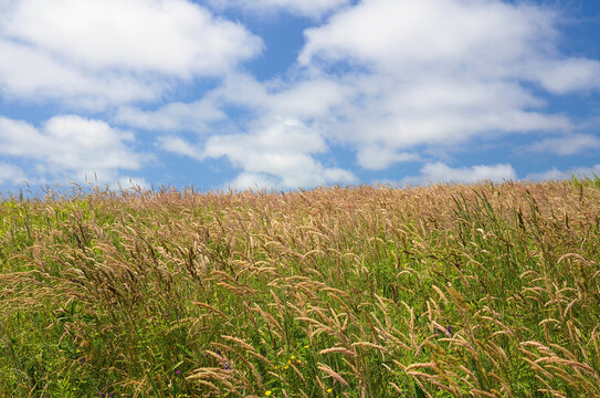 Green Meadow