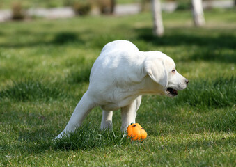sweet yellow labrador in the park