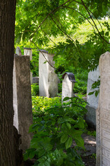 Naklejka premium Jewish cemetery, Krakow