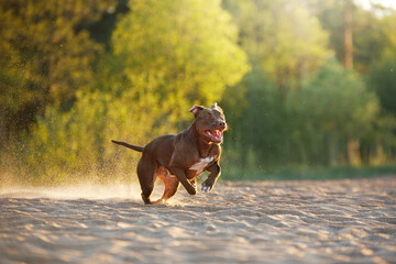 dog on the beach. active pit bull terrier playing on the sand. pet in nature