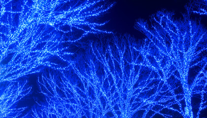 Tree branches illuminated with blue lights during holiday season　青の洞窟イルミネーション 東京・渋谷
