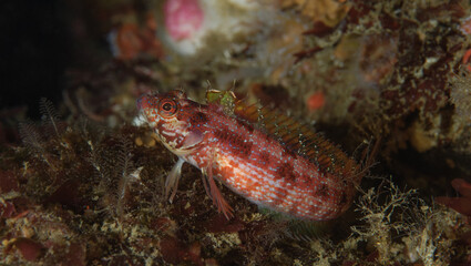 Alloclinus holderi, Island kelpfish