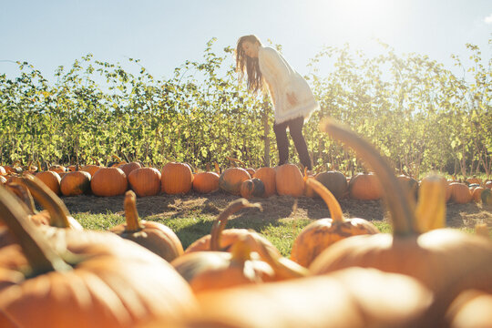 Youthful woman steps among a pumpkin patch on a farm