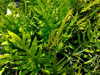 green leaves background