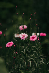 pink flowers on a green grass background