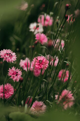 Obraz premium pink flowers on a green grass background