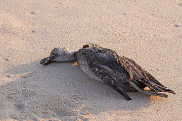 Dead wild sea duck