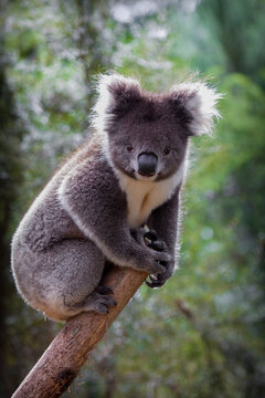 Australian Koala in Natural habitat