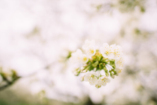 Moody cherry blossom with dark creamy pastel background